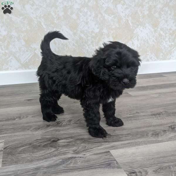 Ace, Portuguese Water Dog Puppy