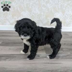 Andre, Portuguese Water Dog Puppy