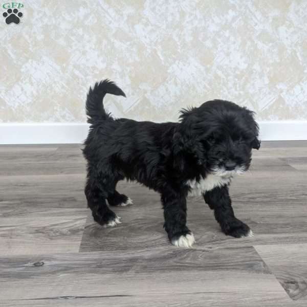 Andre, Portuguese Water Dog Puppy