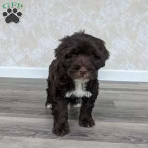 Bolton, Portuguese Water Dog Puppy