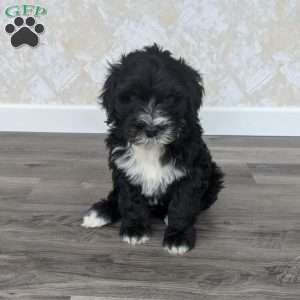 Eian, Portuguese Water Dog Puppy