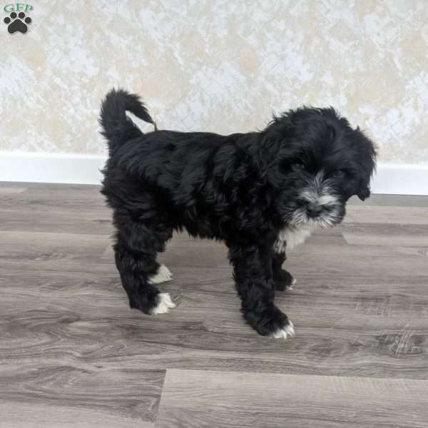 Eian, Portuguese Water Dog Puppy