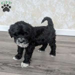 Estella, Portuguese Water Dog Puppy