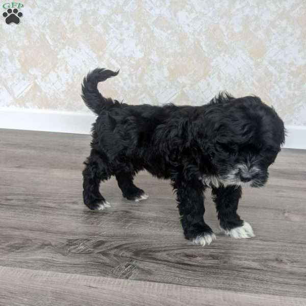 Estella, Portuguese Water Dog Puppy