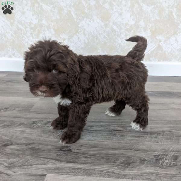 Isaiah, Portuguese Water Dog Puppy