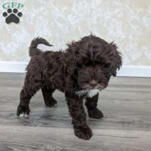 Klay, Portuguese Water Dog Puppy