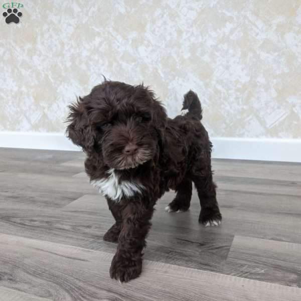 Klay, Portuguese Water Dog Puppy