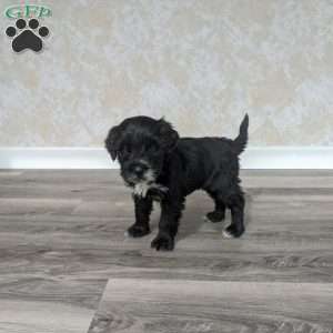 Lauren, Portuguese Water Dog Puppy