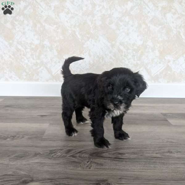 Lauren, Portuguese Water Dog Puppy