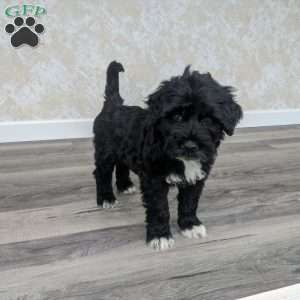 Parker, Portuguese Water Dog Puppy