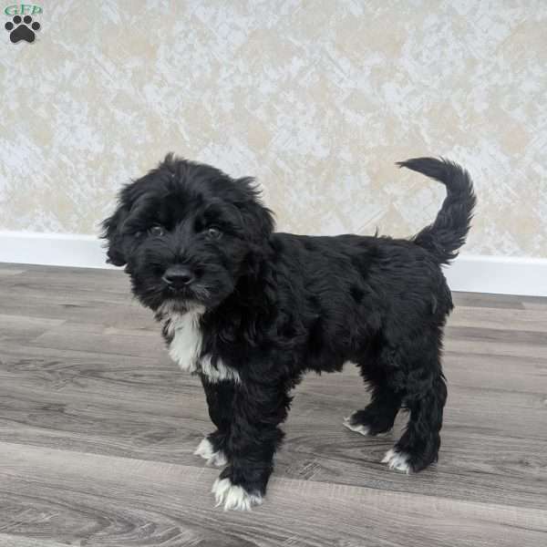 Parker, Portuguese Water Dog Puppy