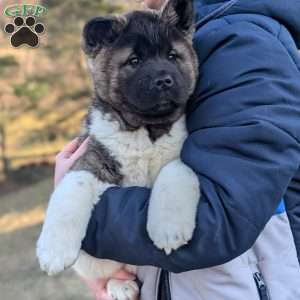 Sasha, Akita Puppy