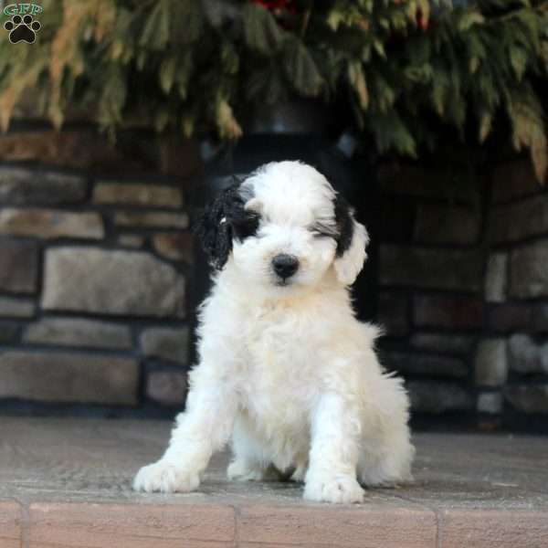 Paige, Mini Golden Mountain Doodle Puppy