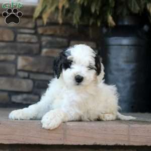 Paige, Mini Golden Mountain Doodle Puppy