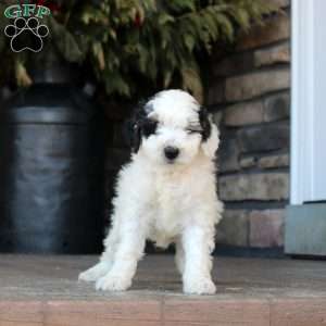 Paige, Mini Golden Mountain Doodle Puppy