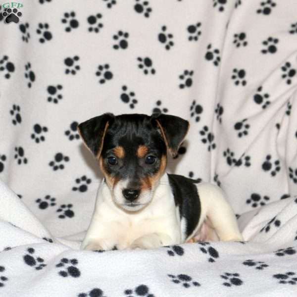 Pansy, Jack Russell Terrier Puppy