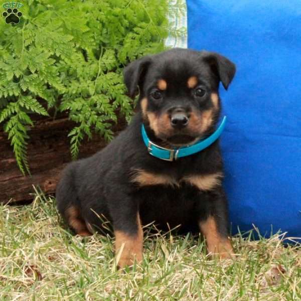 Pansy, Rottweiler Puppy