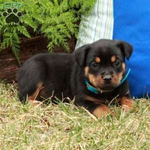 Pansy, Rottweiler Puppy