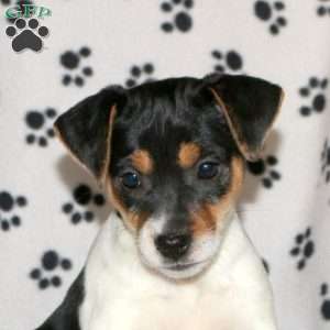 Pansy, Jack Russell Terrier Puppy