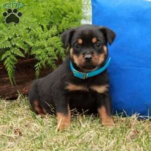 Pansy, Rottweiler Puppy