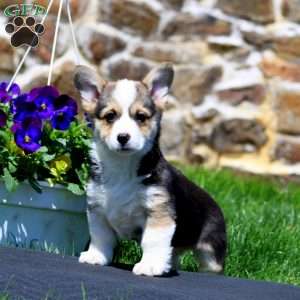 Pansy, Pembroke Welsh Corgi Puppy