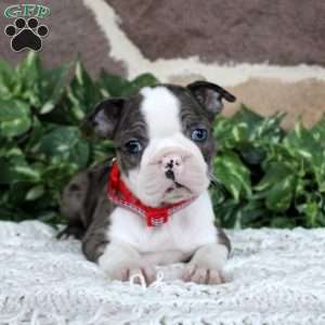Pansy, Boston Terrier Puppy