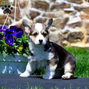 Pansy, Pembroke Welsh Corgi Puppy