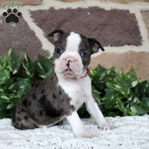 Pansy, Boston Terrier Puppy
