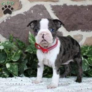 Pansy, Boston Terrier Puppy