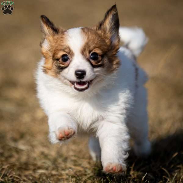 Paris, Papillon Puppy