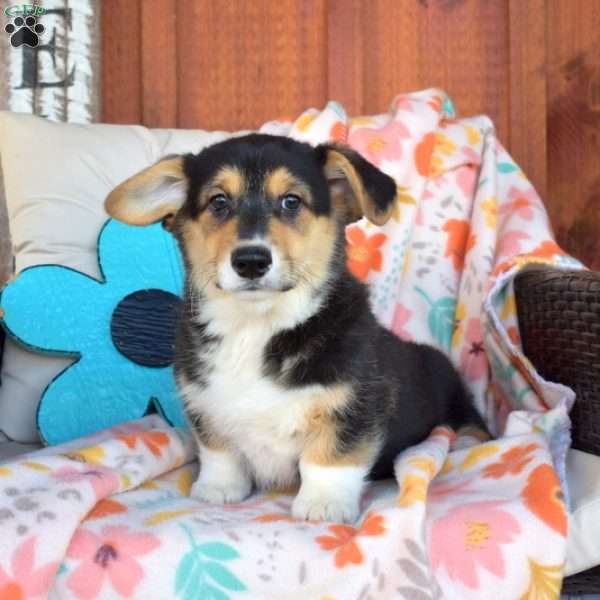 Parker, Pembroke Welsh Corgi Puppy