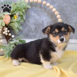 Parker, Pembroke Welsh Corgi Puppy