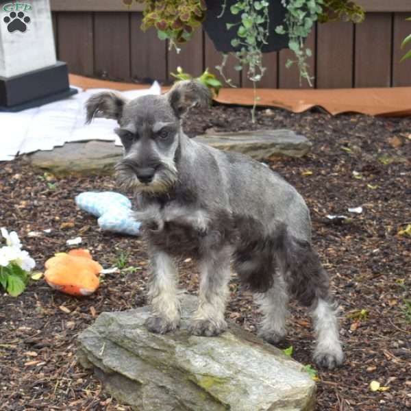 Parker, Miniature Schnauzer Puppy