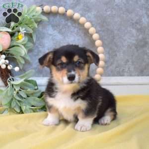 Parker, Pembroke Welsh Corgi Puppy