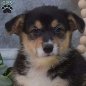 Parker, Pembroke Welsh Corgi Puppy