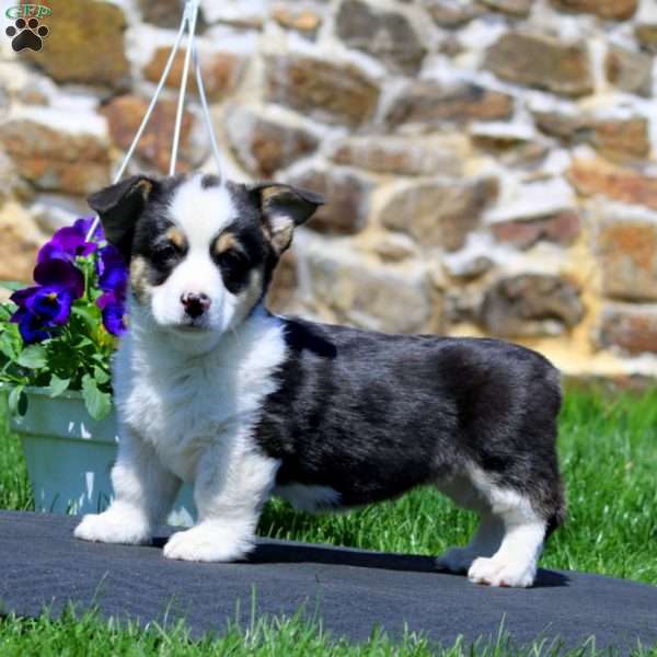 Parker, Pembroke Welsh Corgi Puppy