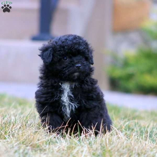 Parker, Mini Aussiedoodle Puppy