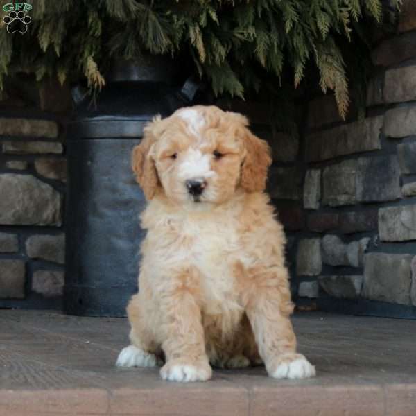 Parker, Mini Golden Mountain Doodle Puppy