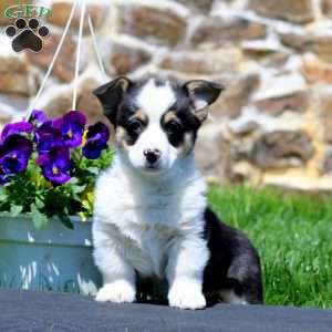 Parker, Pembroke Welsh Corgi Puppy