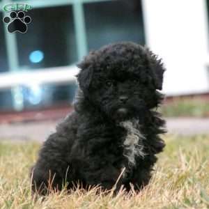 Parker, Mini Aussiedoodle Puppy