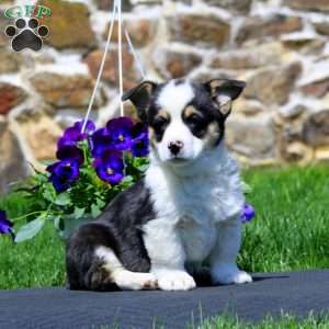 Parker, Pembroke Welsh Corgi Puppy