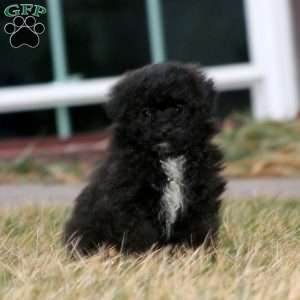 Parker, Mini Aussiedoodle Puppy