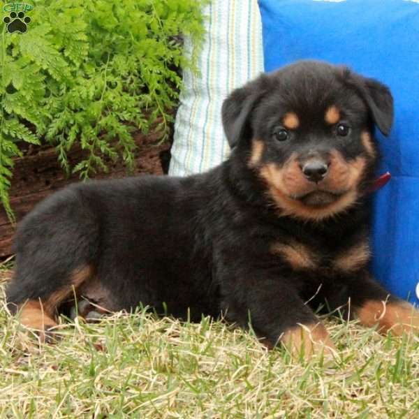 Patches, Rottweiler Puppy