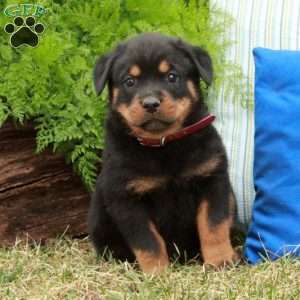 Patches, Rottweiler Puppy