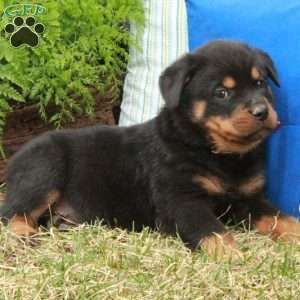 Patches, Rottweiler Puppy