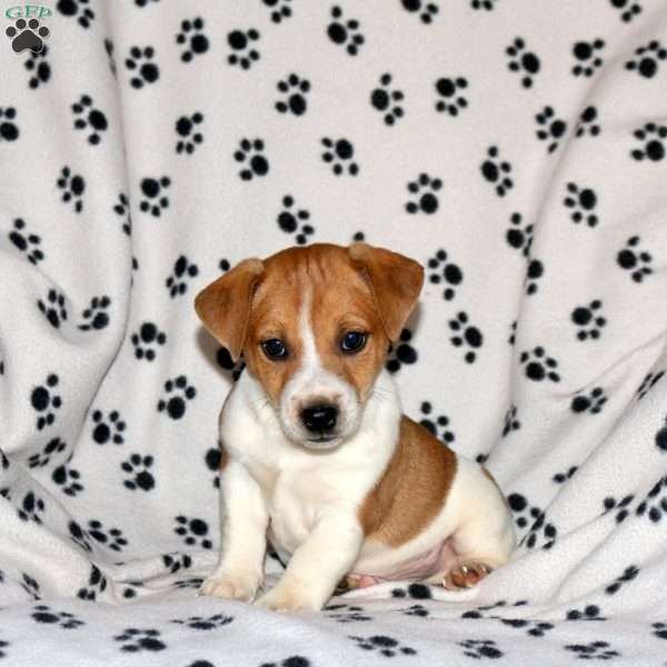 Patrick, Jack Russell Terrier Puppy