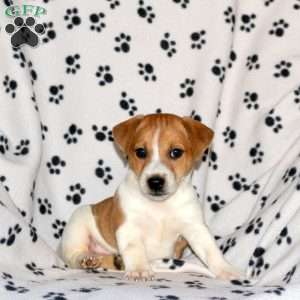 Patrick, Jack Russell Terrier Puppy