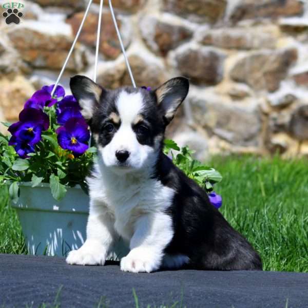 Pauline, Pembroke Welsh Corgi Puppy