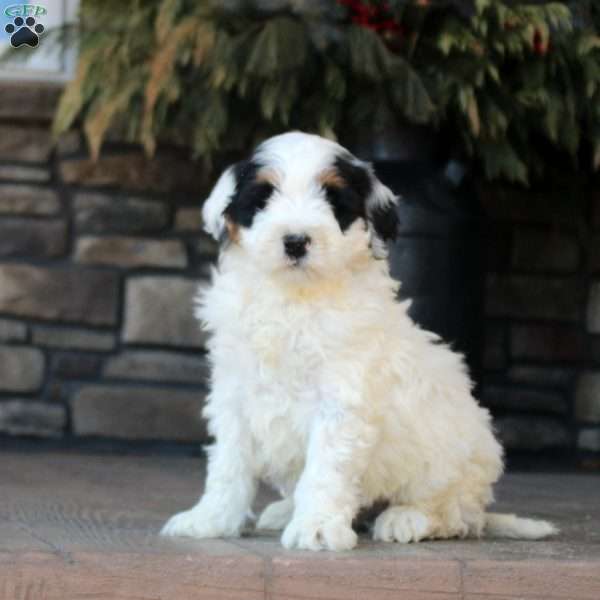 Paxton, Mini Golden Mountain Doodle Puppy