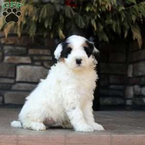 Paxton, Mini Golden Mountain Doodle Puppy